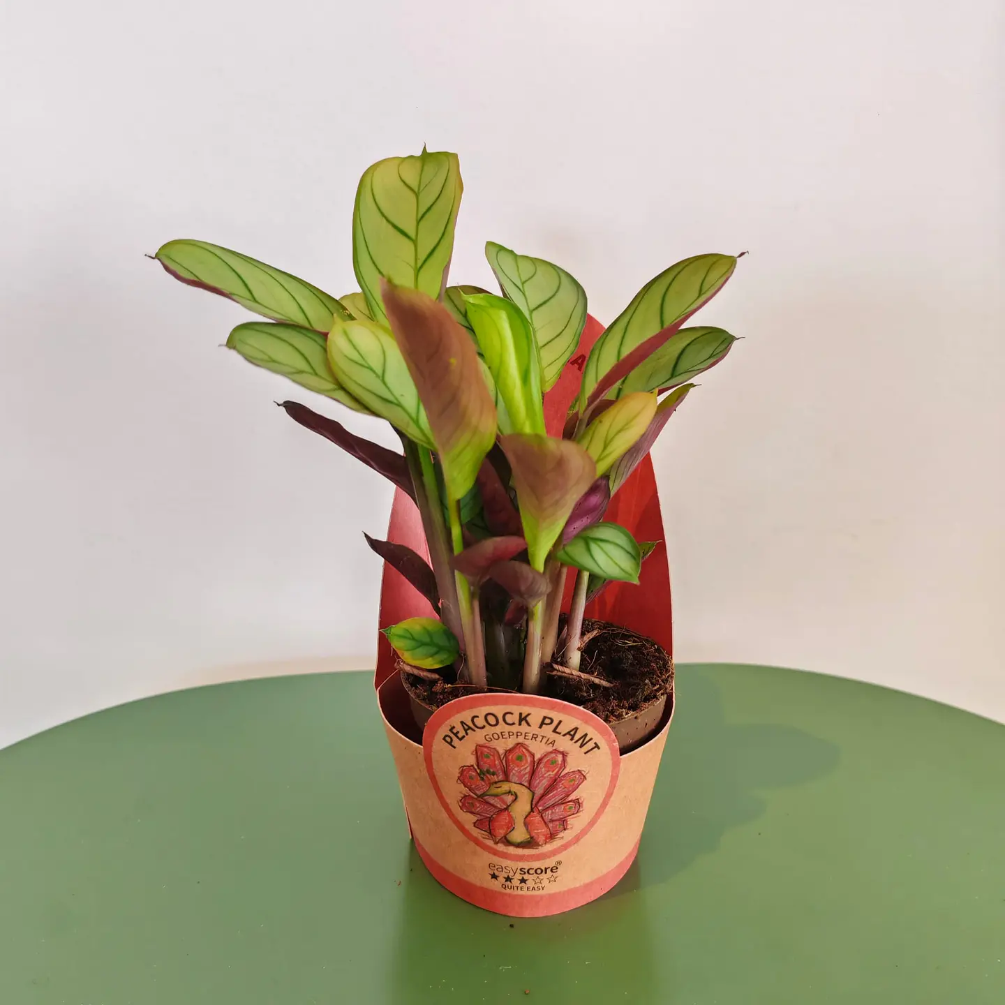 Calathea Amagris 1