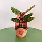 Calathea Mini - Thumbnail 3