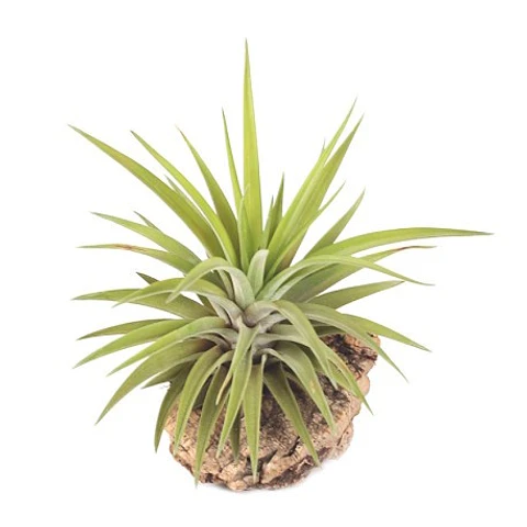 Tillandsia Velutina