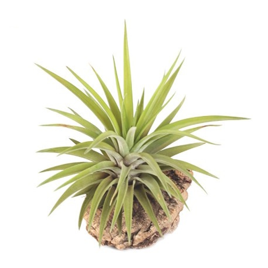 Tillandsia Velutina 1