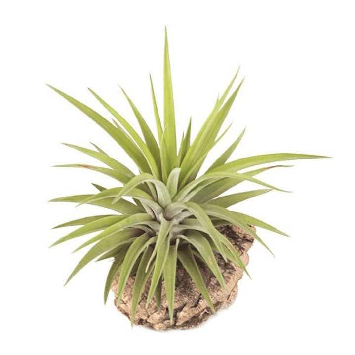 Tillandsia Velutina 1