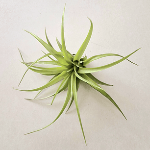 Tillandsia Brachycaulos var. Brachycaulos