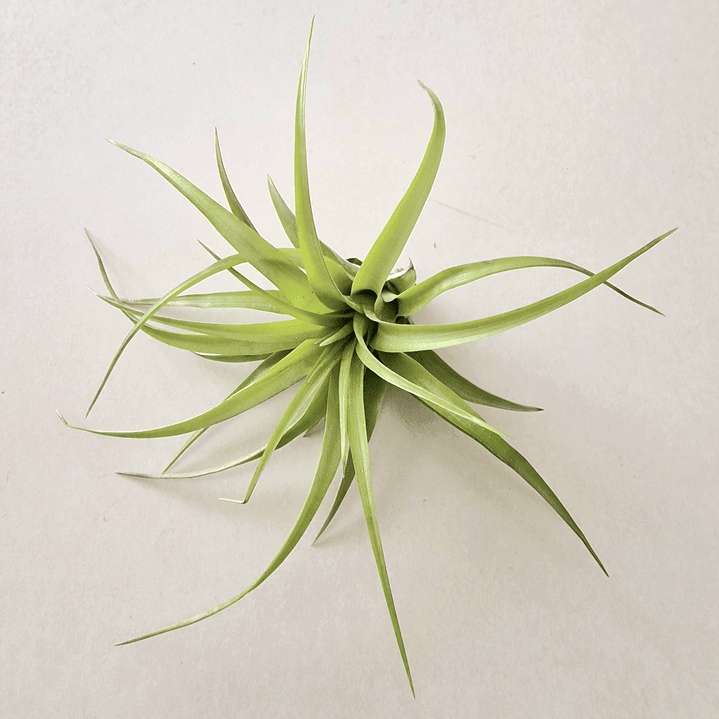 Tillandsia Brachycaulos var. Brachycaulos 1