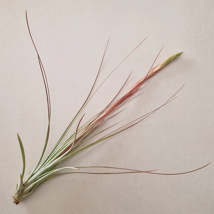 Tillandsia Juncea 2