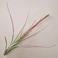 Tillandsia Juncea - thumbnail 2