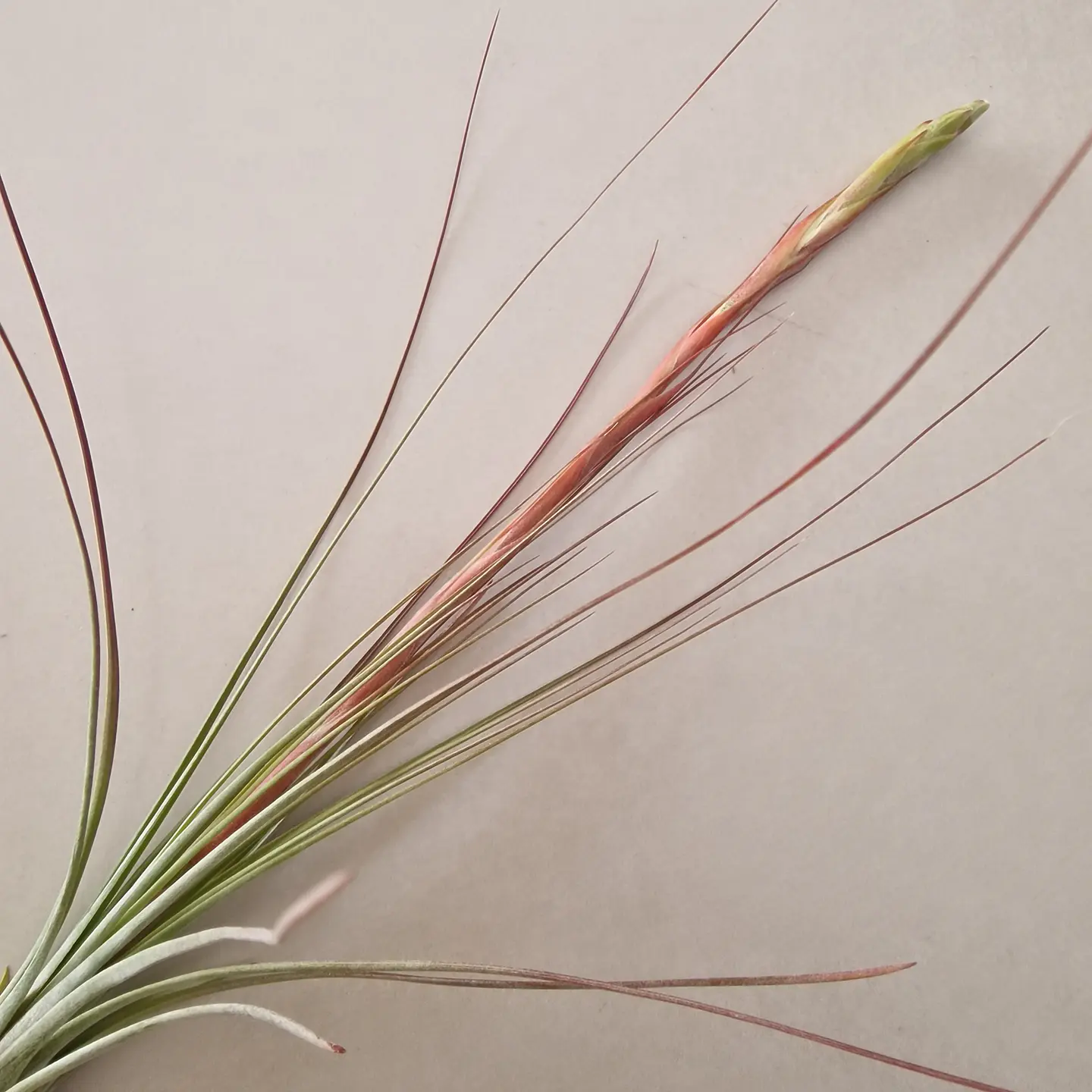 Tillandsia Juncea 3