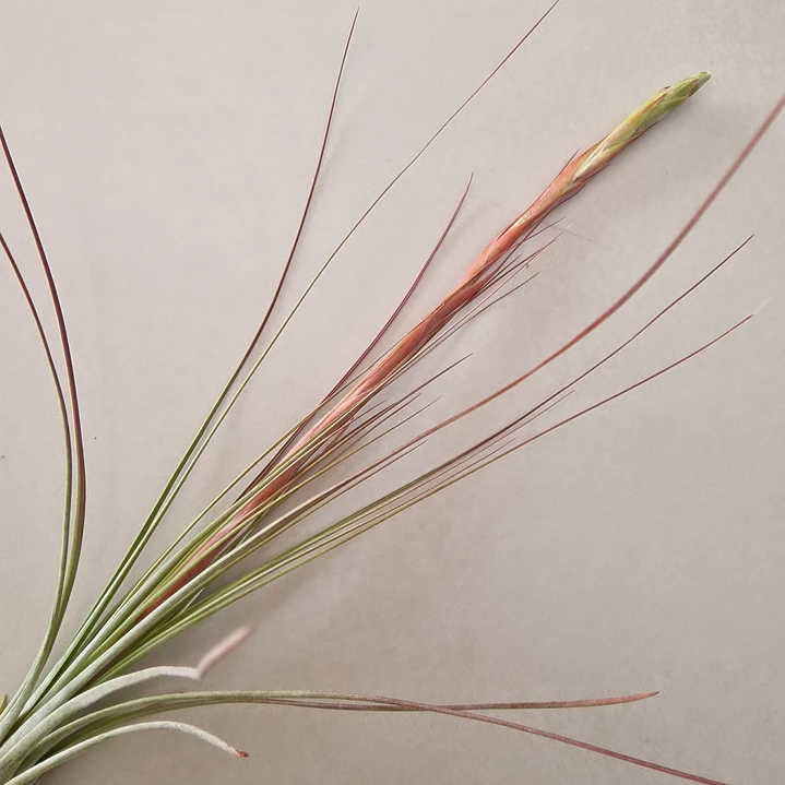 Tillandsia Juncea 3