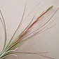 Tillandsia Juncea - thumbnail 3