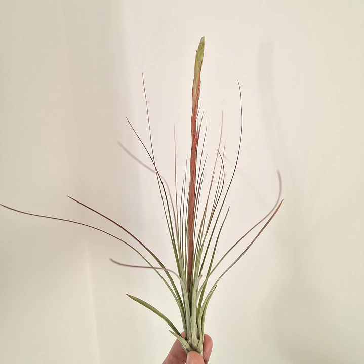 Tillandsia Juncea 4
