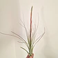 Tillandsia Juncea - thumbnail 4