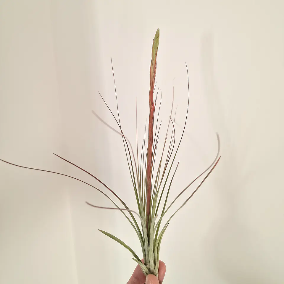 Tillandsia Juncea 4