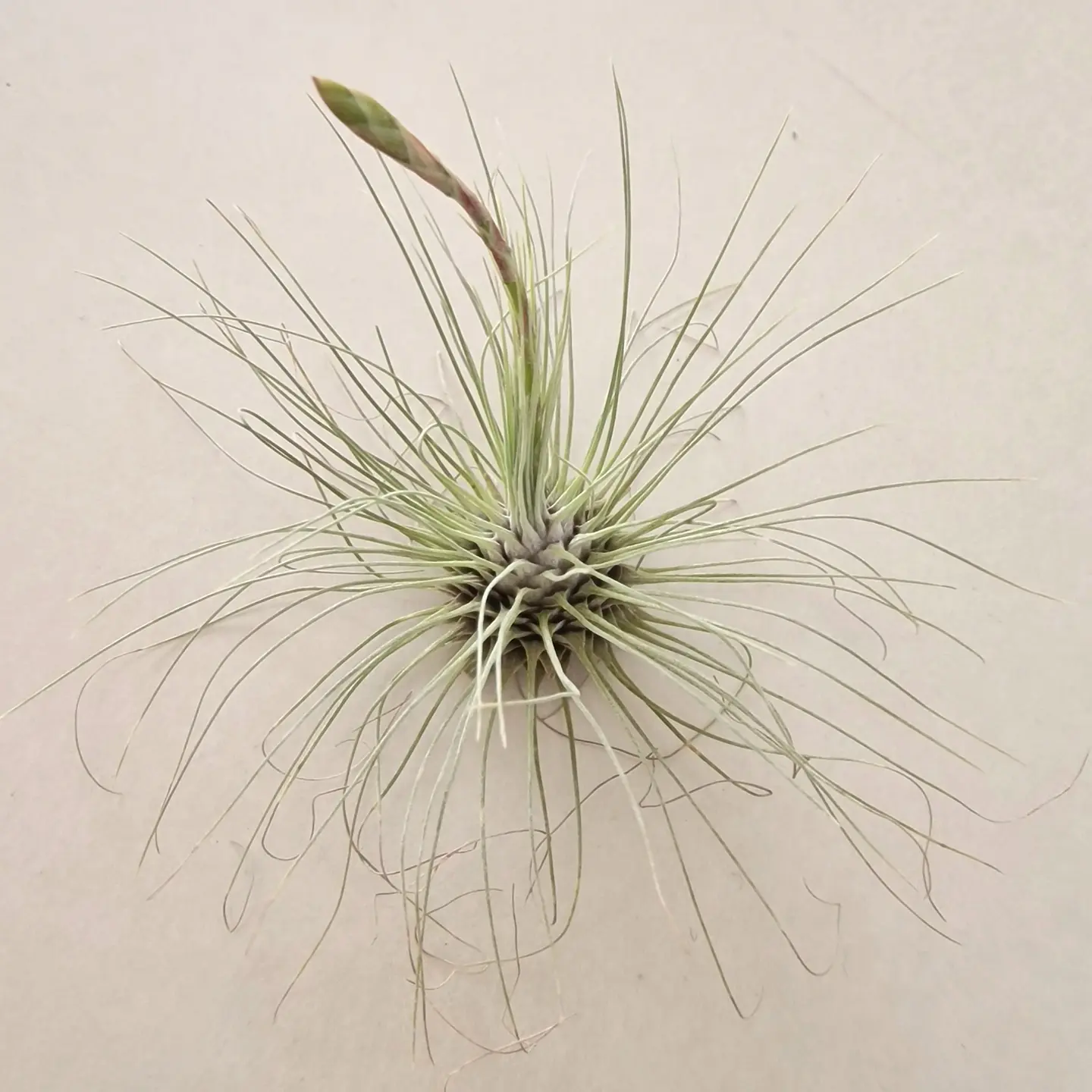 Tillandsia Fuchsii f. Gracilis 2
