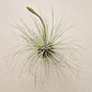 Tillandsia Fuchsii f. Gracilis - Thumbnail 2