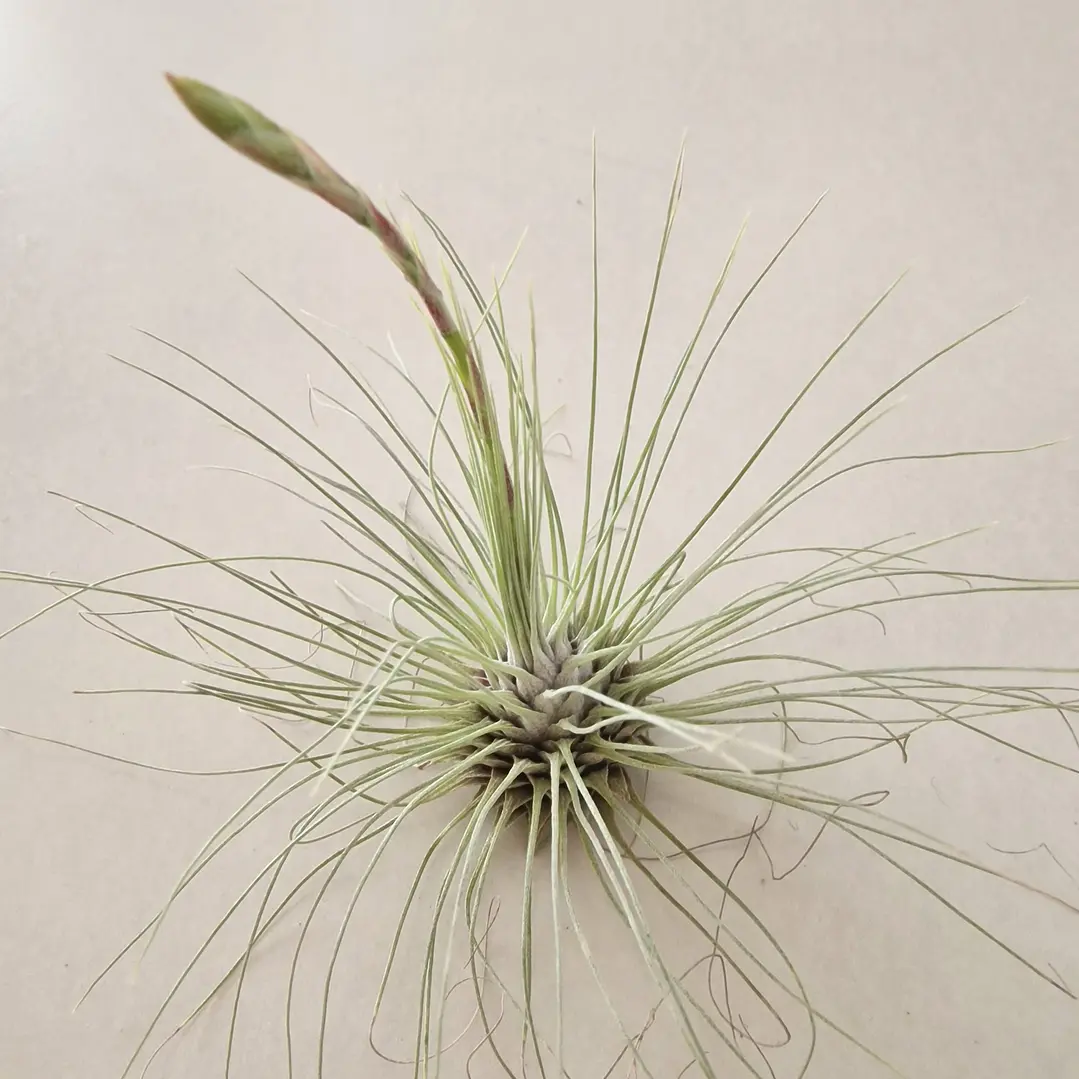 Tillandsia Fuchsii f. Gracilis 3