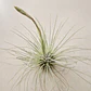 Tillandsia Fuchsii f. Gracilis - Thumbnail 3
