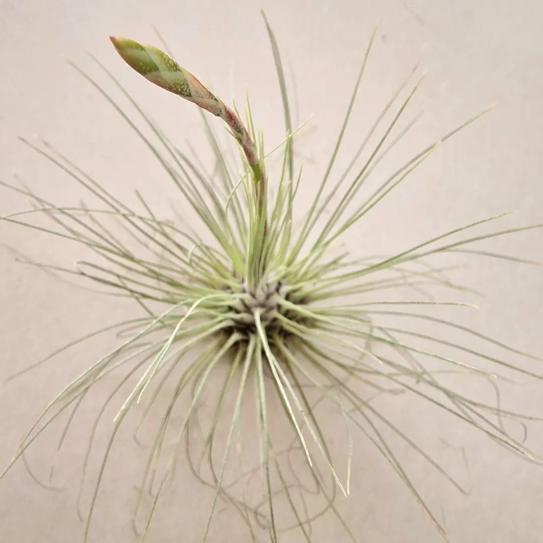 Tillandsia Fuchsii f. Gracilis 4