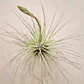 Tillandsia Fuchsii f. Gracilis - Thumbnail 4