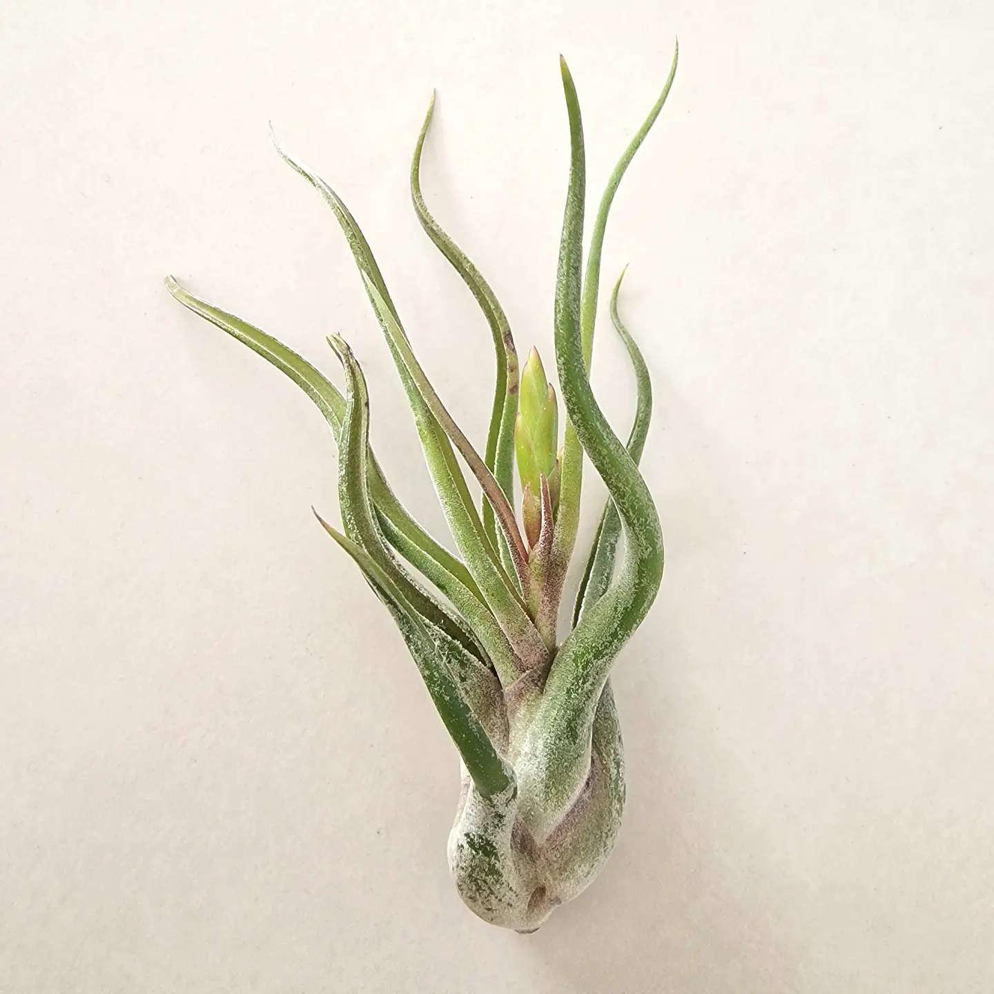 Tillandsia Caput Medusae 2
