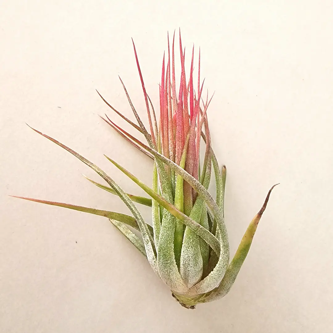 Tillandsia Scaposa  2