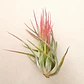 Tillandsia Scaposa  - Thumbnail 2