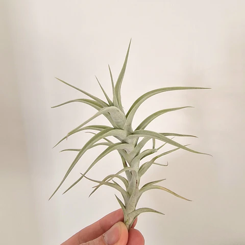 Tillandsia Albida - Air Plant