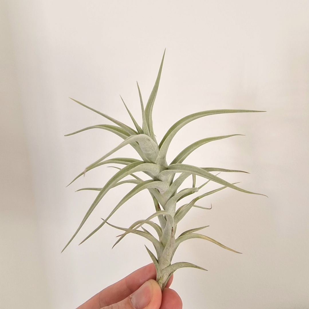 Tillandsia Albida - Planta Aérea - Air Plant 1