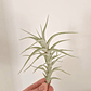 Tillandsia Albida - Planta Aérea - Air Plant - Thumbnail 1