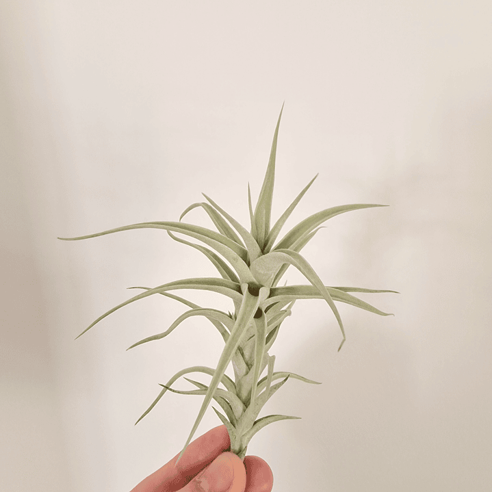Tillandsia Albida - Planta Aérea - Air Plant 2