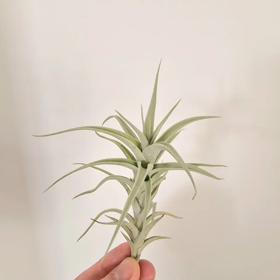 Tillandsia Albida - Planta Aérea - Air Plant 2