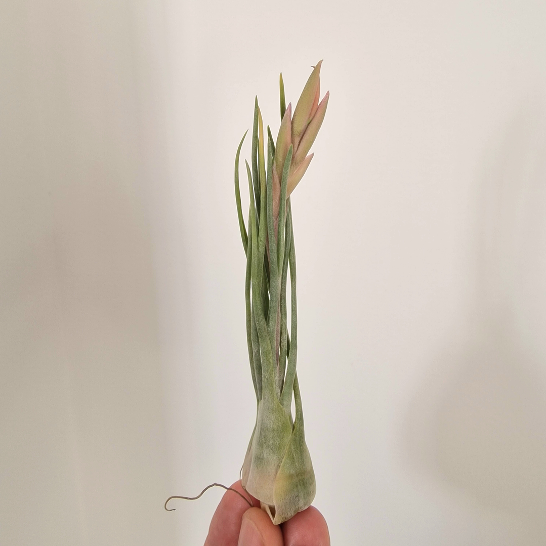 Tillandsia Ariza-Juliae 1