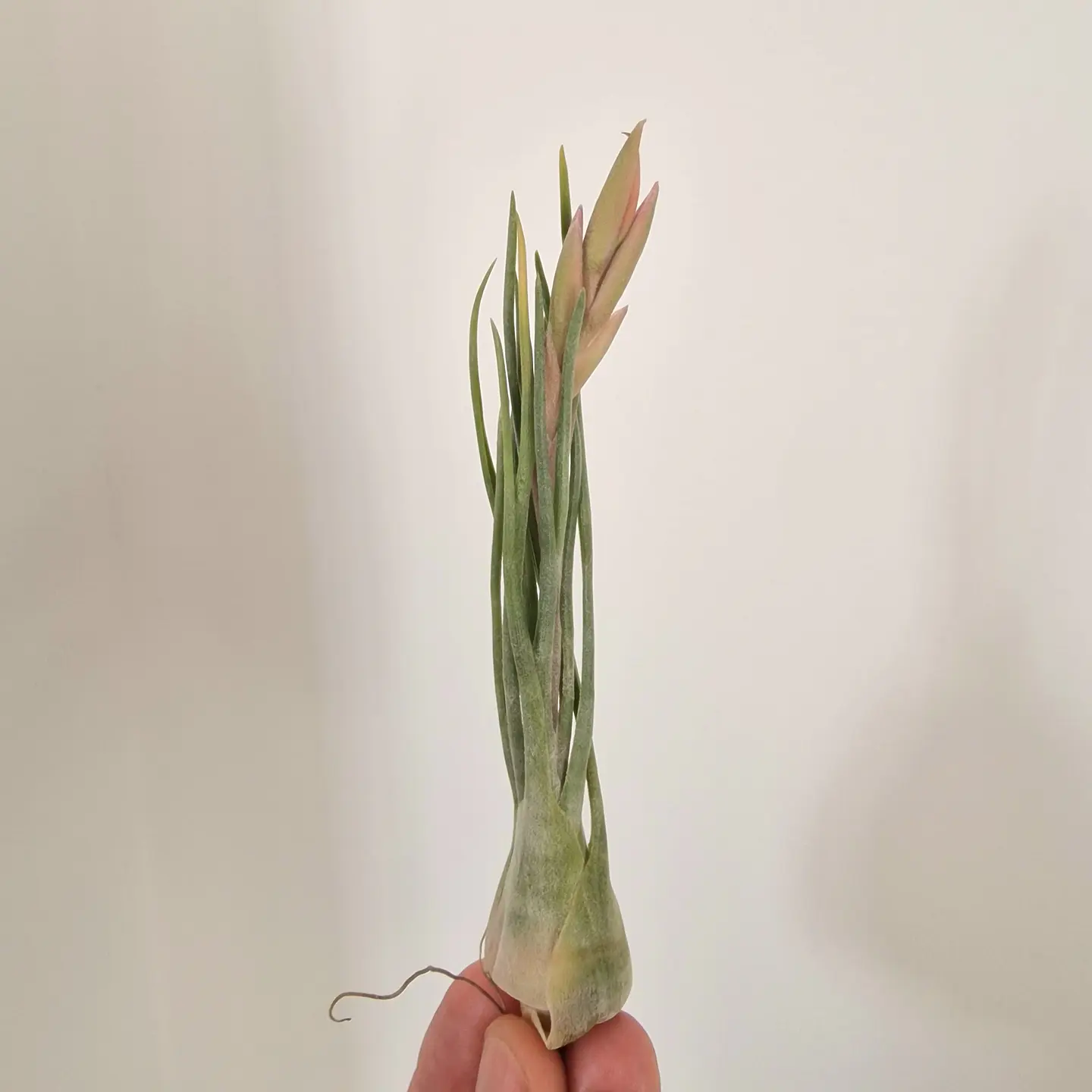 Tillandsia Ariza-Juliae 1