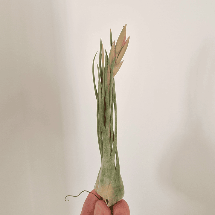 Tillandsia Ariza-Juliae 1
