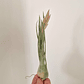 Tillandsia Ariza-Juliae - thumbnail 1