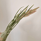Tillandsia Ariza-Juliae - thumbnail 2