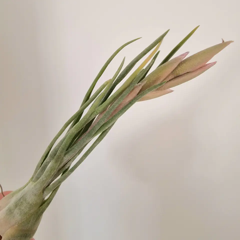 Tillandsia Ariza-Juliae 2