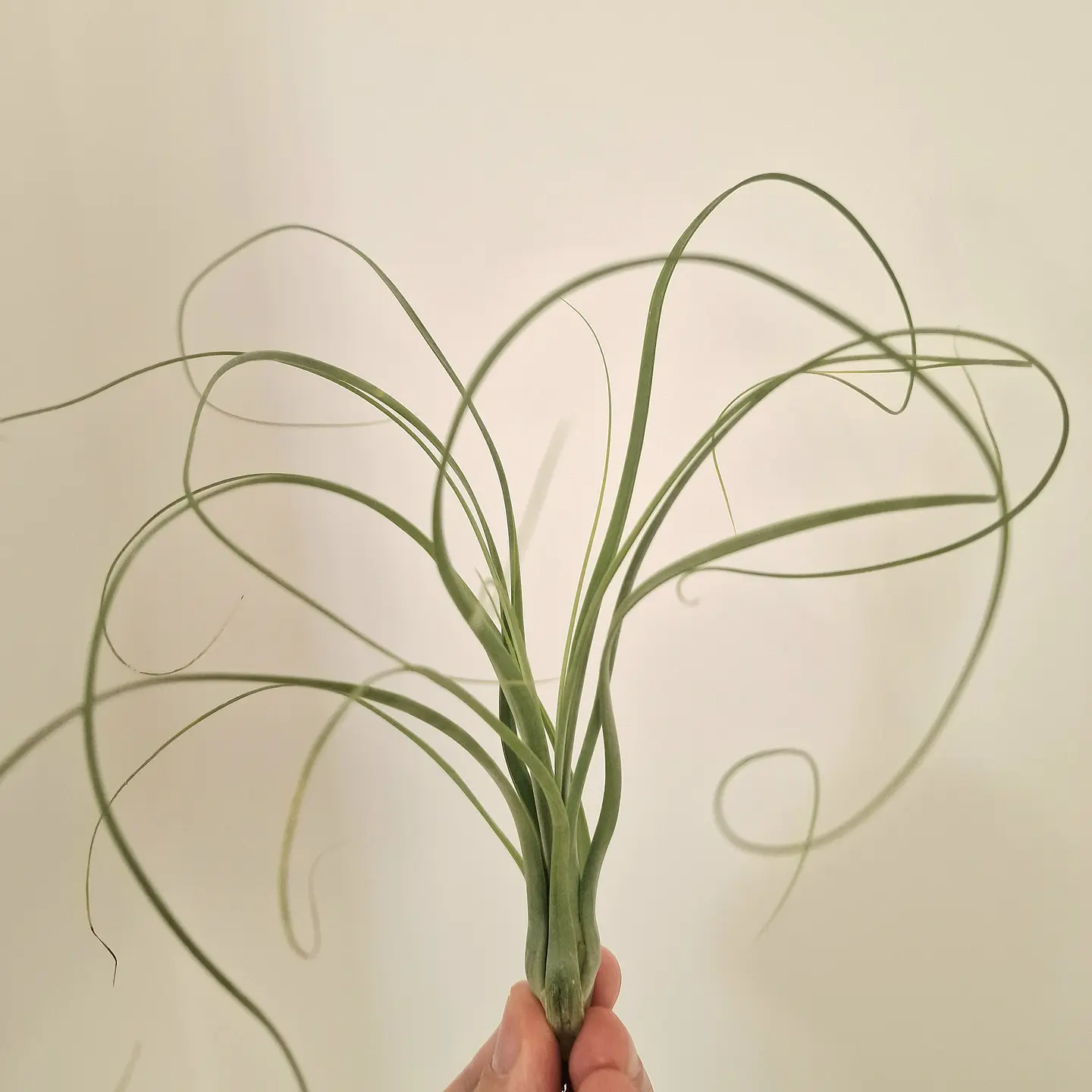Tillandsia Balbisiana 2