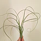 Tillandsia Balbisiana - Thumbnail 2