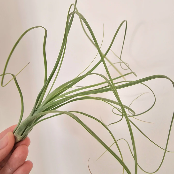 Tillandsia Balbisiana 3