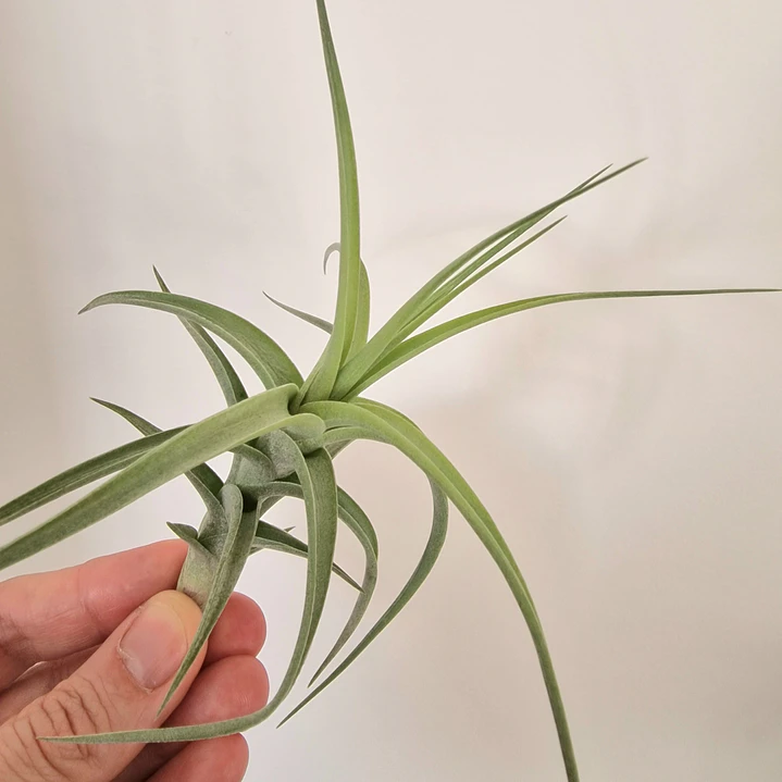 Tillandsia Bergeri 2