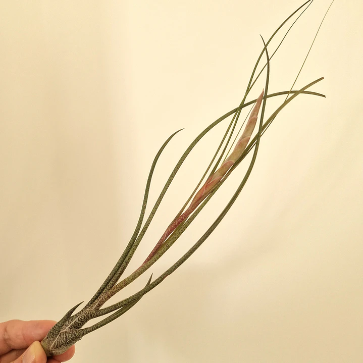 Tillandsia Butzii 2