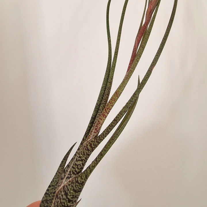 Tillandsia Butzii 3