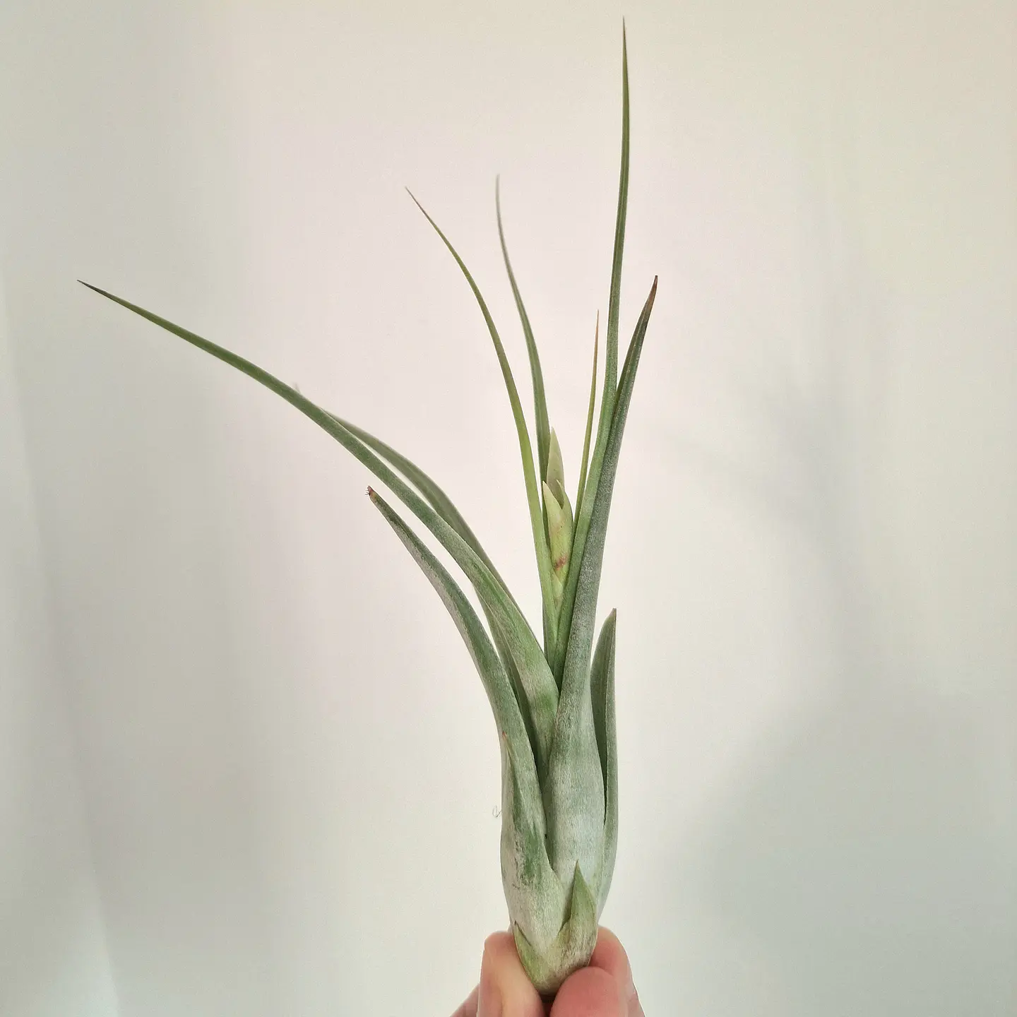 Tillandsia Circinata 2