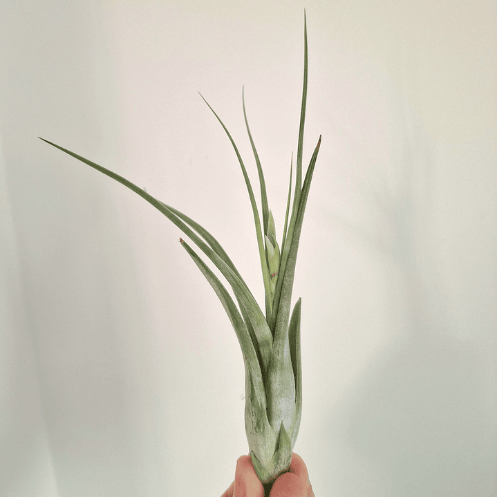 Tillandsia Circinata 2
