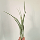 Tillandsia Circinata - thumbnail 2