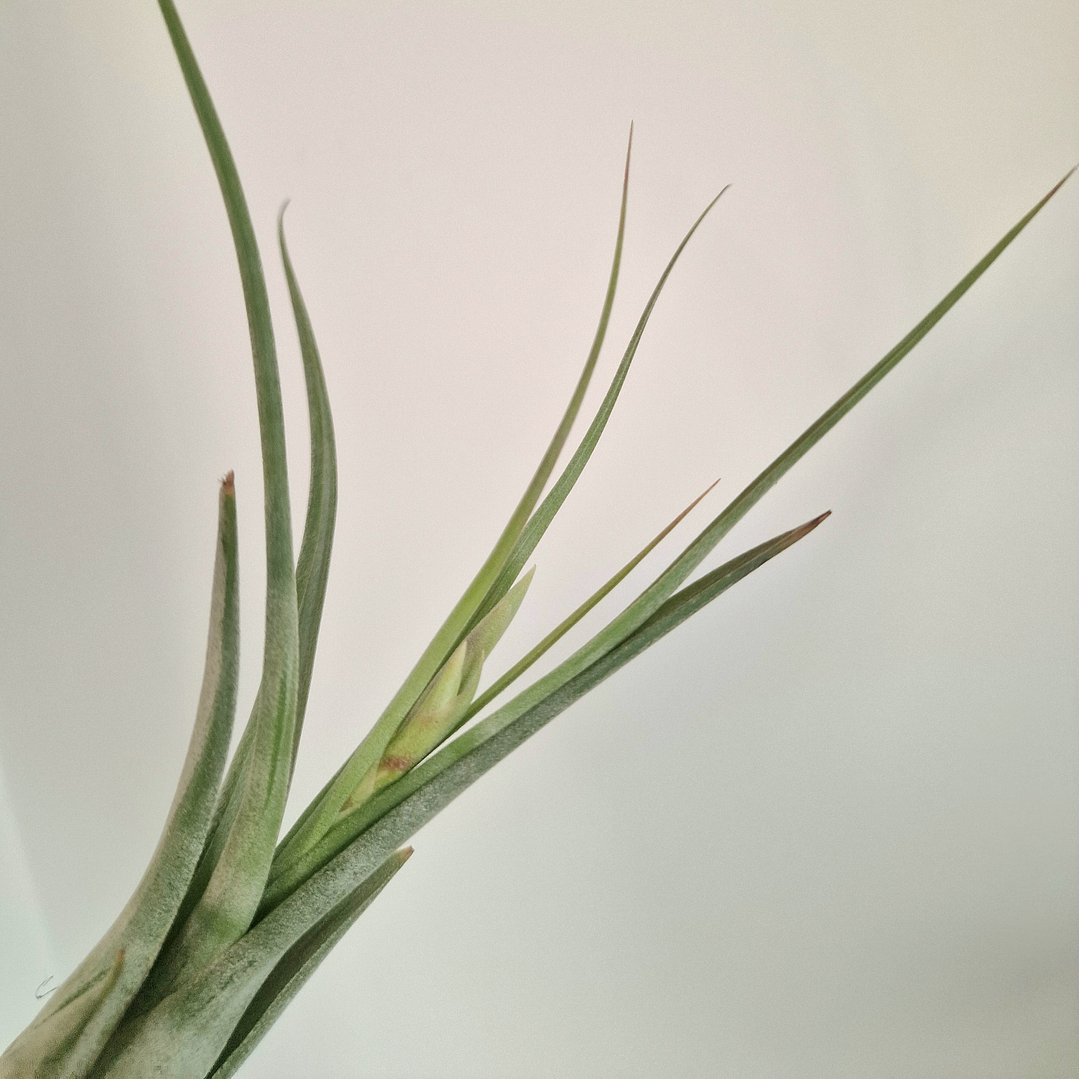 Tillandsia Circinata 3