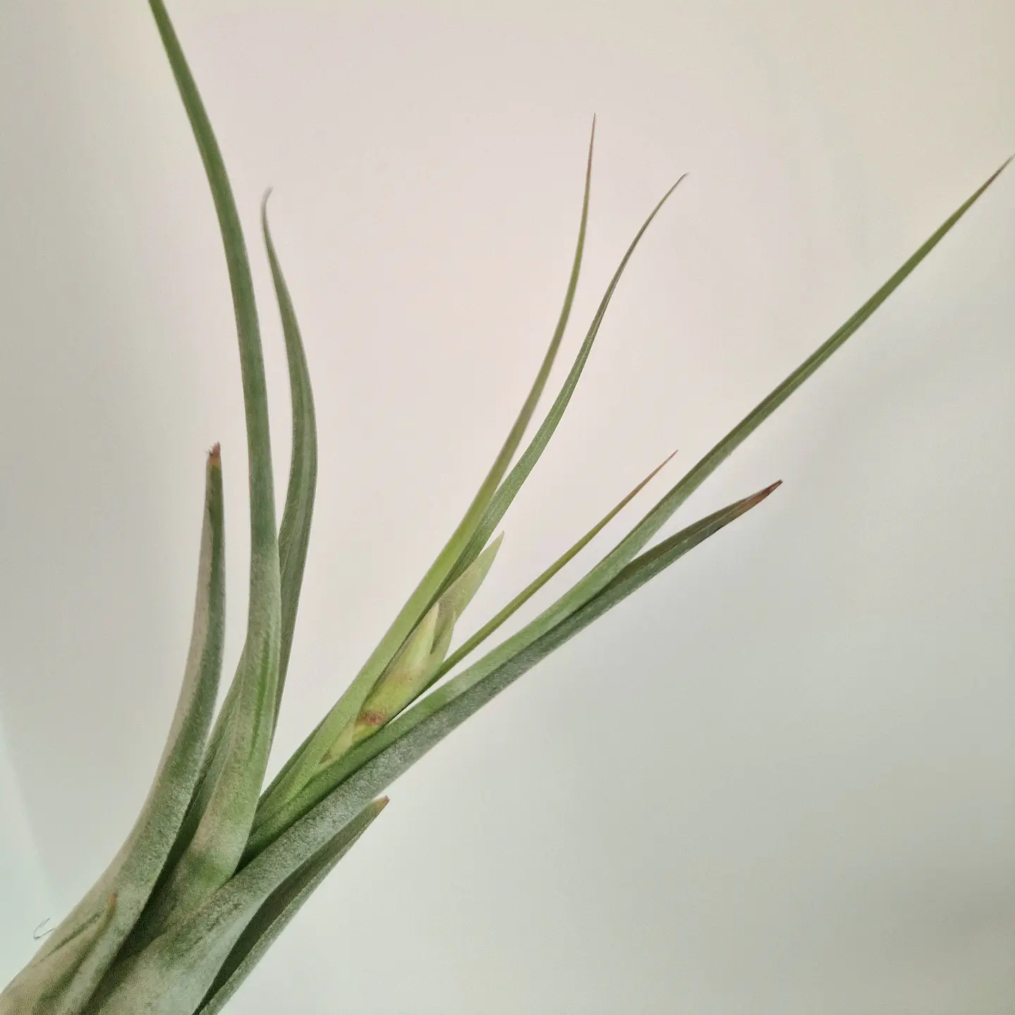Tillandsia Circinata 3