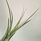 Tillandsia Circinata - thumbnail 3
