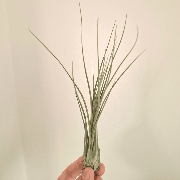 Tillandsia Disticha 1