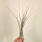 Tillandsia Disticha - Thumbnail 1