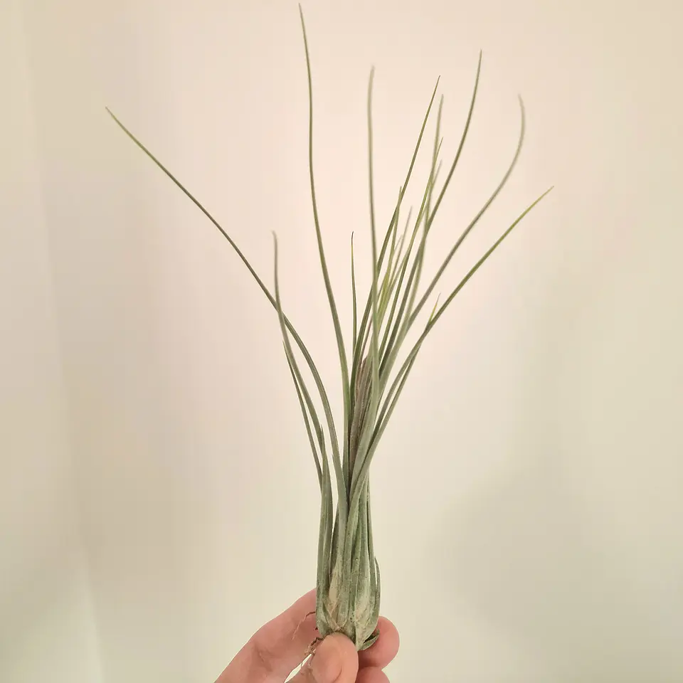 Tillandsia Disticha 1